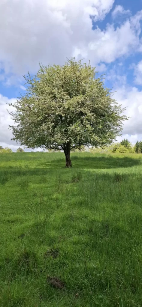 b43ba416-daa9-4f1a-9c78-e0c932fe00be